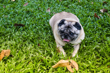 pug in the grass