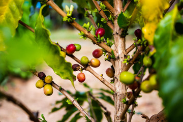Coffee beans on the tree.