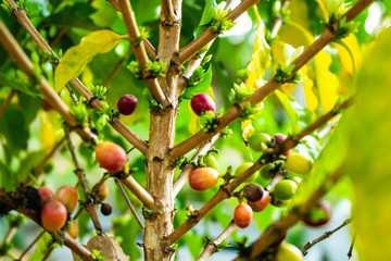Coffee beans on the tree.