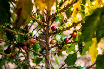 Coffee beans on the tree.