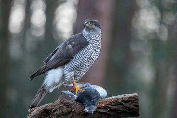 Hawk, Accipiter gentilis