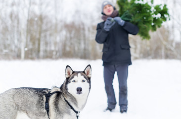 Man with dog in the hands of carries Christmas tree in the winter forest.
