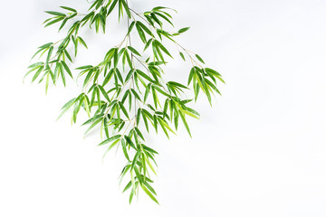 Naklejka na ściany i meble Bamboo leaves / fresh green leaves background poster on white background