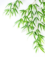 Bamboo leaves / fresh green leaves background poster on white background