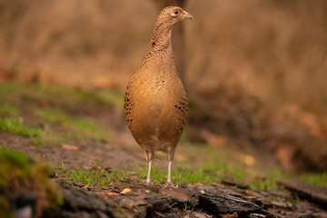 Pheasant, female, Phasianus colchicus