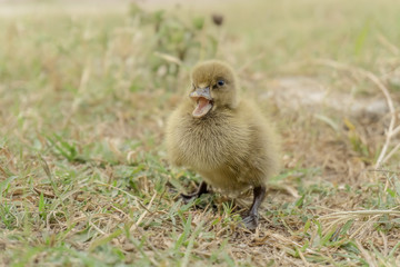 Ducklings are walking training.