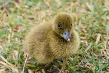 Ducklings are walking training.
