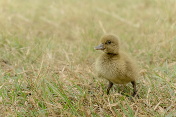 Ducklings are walking training.