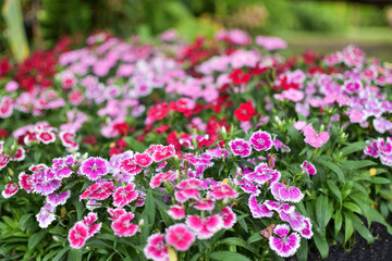 Obraz premium flower garden background