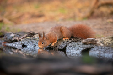 Squirrel, Sciurus vulgaris, Red Squirrel