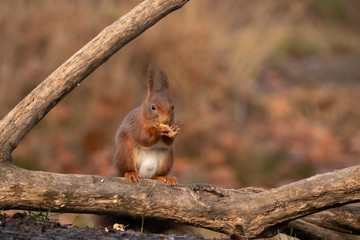 Squirrel, Sciurus vulgaris, Red Squirrel