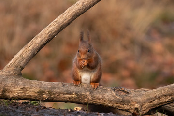 Squirrel, Sciurus vulgaris, Red Squirrel