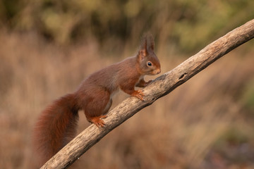 Squirrel, Sciurus vulgaris, Red Squirrel