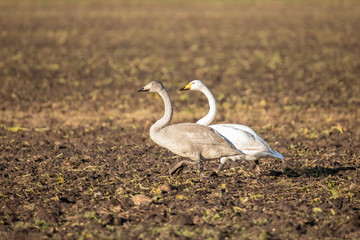 Swan, Wild Swan, Cygnus cygnus