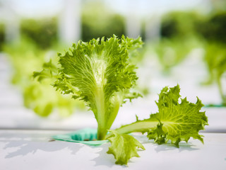 Hydroponics system greenhouse and organic vegetables salad in hydroponics farm for health, food and agriculture concept