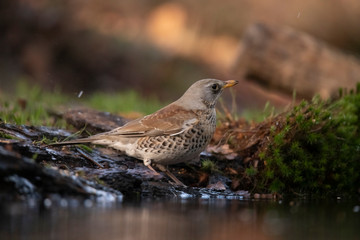 Fieldfare, Turdus pilaris