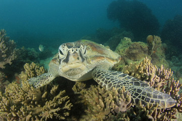 Green Sea Turtle rests on coral reef 