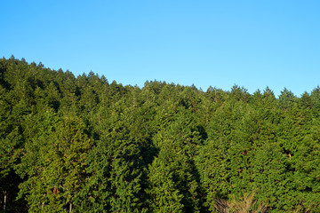 Fototapeta na wymiar 杉の森３