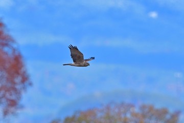 雪山バックに飛ぶチュウヒ