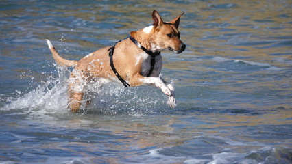 Brown dog splashing through water