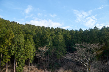 Fototapeta na wymiar 杉の森１