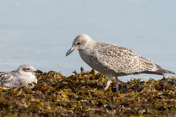 A young european herring gull looking for food on the beach