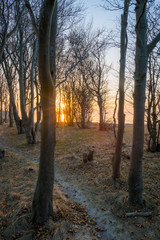 Fototapeta premium Die Sonne scheint durch Bäume an der Ostsee Steilküste 