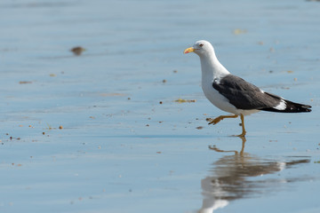 A european herring gull walking on the beach