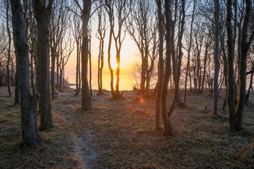 Die Sonne scheint durch Bäume an der Ostsee Steilküste 