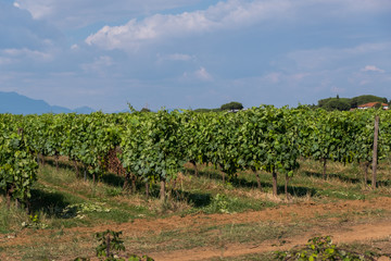 Fototapeta na wymiar Agriculture landscape of grape fields.