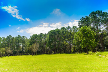 landscape Pine Forest with a blue sky and white clouds in the spring afternoon