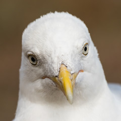 Closeup portrait of a european herring gull