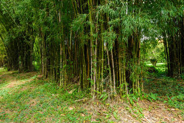 Obraz premium closeup of Bamboo tree