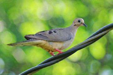 morning dove on a wire