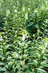 Sesame growing in summer