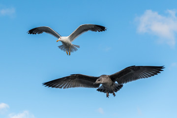 Lesser black backed gulls in flight on a sunny day in summer