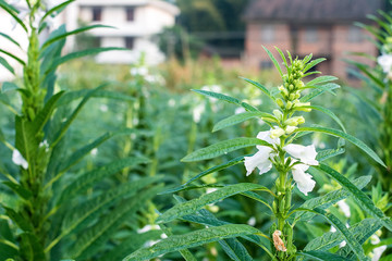 Sesame growing in summer