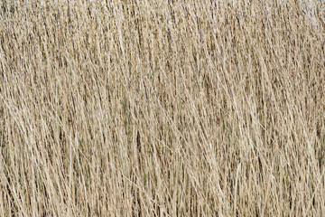 Old grass  in spring