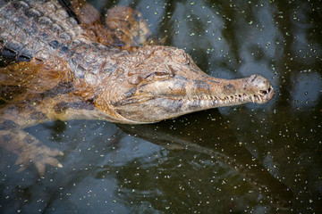 Gavial , Close-up of gavial 