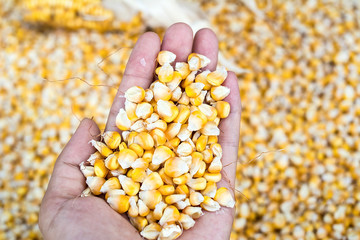 Autumn harvest corn / breaking corn