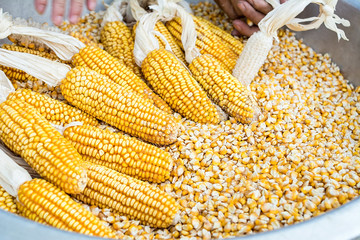 Autumn harvest corn / breaking corn