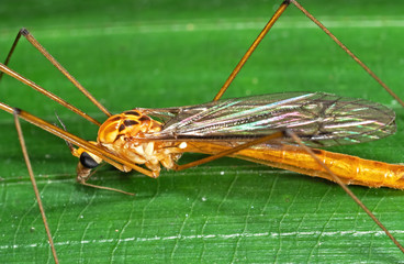 Macro Photo of Orange Crane Fly on Green Leaf