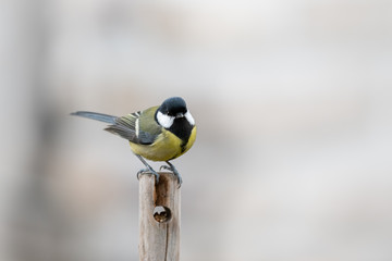 A great tit sitting on a wooden pole