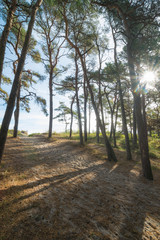 Obraz premium Weg zum Strand mit Wald auf Insel Rügen