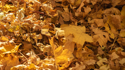 Yellow leaves on the ground of autumn forest, close up view. Fallen leaves pattern, nature background. Fall foliage in October wood. Blured background. Selective soft focus
