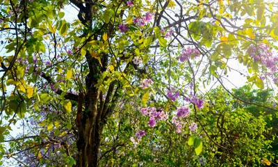 Fototapeta na wymiar Flower of Thai crape myrtle, Lagerstroemia floribunda