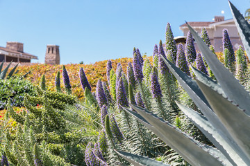 Fototapeta premium The Flora of California