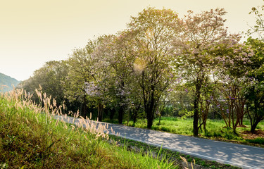 Blank road with blossom tree beside