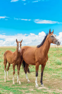 1,254 BEST Akhal-Teke IMAGES, STOCK PHOTOS & VECTORS | Adobe Stock