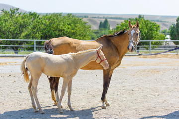 Horse albino. White foal with blue eyes. Beautiful breeding horses. Animal on the background of...